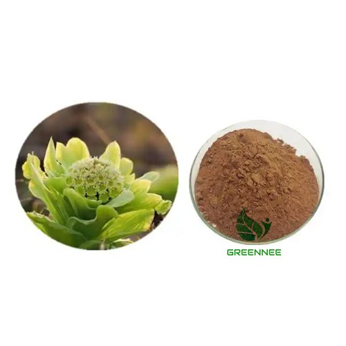 Lífræn petasites hybridus þykkni 15%petasín