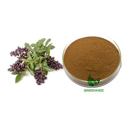 Glansandi privet ávaxtaþykkni 10:1 Til 200:1